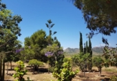 Casa de camp amb terreny en venda a la España, Fuente Álamo, ref.: TR220437 foto