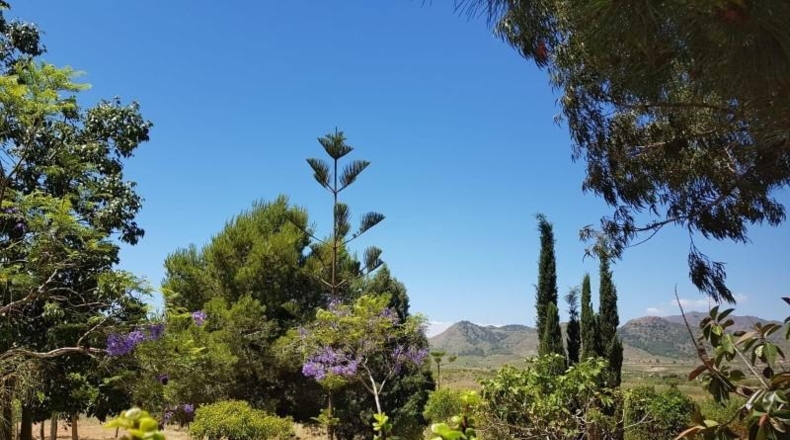 Murcia - Fuente Álamo de Murcia - 318m2