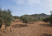 Casa de camp amb terreny en venda a la España, Fuente Álamo, ref.: TR220437 foto