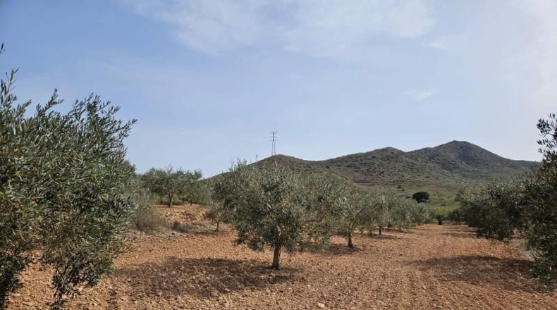 Murcia - Fuente Álamo de Murcia - 318m2