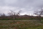 Casa de camp amb terreny en venda a la España, Fuente Álamo, ref.: TR220437 foto