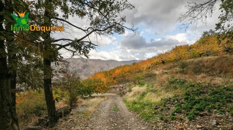 Granada - Güéjar Sierra - 44063m2