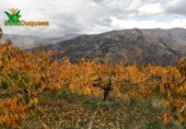 Detached villa with land for sale on España, Güéjar Sierra, ref: TR229894 photo