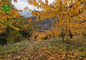Detached villa with land for sale on España, Güéjar Sierra, ref: TR229894 photo