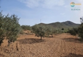 Casa de camp amb terreny en venda a la España, Fuente Álamo, ref.: TR241300 foto