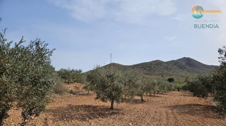 Murcia - Fuente Álamo de Murcia - 9020m2