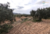Casa de camp amb terreny en venda a la España, Fuente Álamo, ref.: TR241300 foto