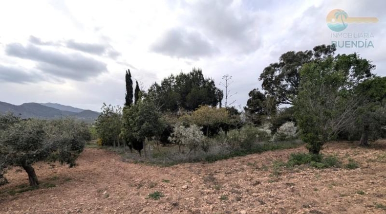 Murcia - Fuente Álamo de Murcia - 9020m2