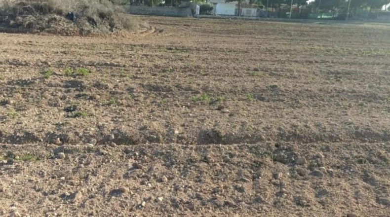 Alicante - Elche - 21500m2