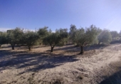 Non-developable land for sale on España, Moratalla, ref: TR125553 photo