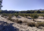 Non-developable land for sale on España, Moratalla, ref: TR125553 photo