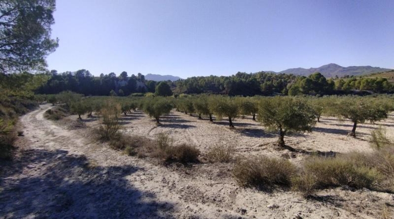 Múrcia - Moratalla - 320000m2