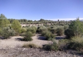 Non-developable land for sale on España, Moratalla, ref: TR125553 photo