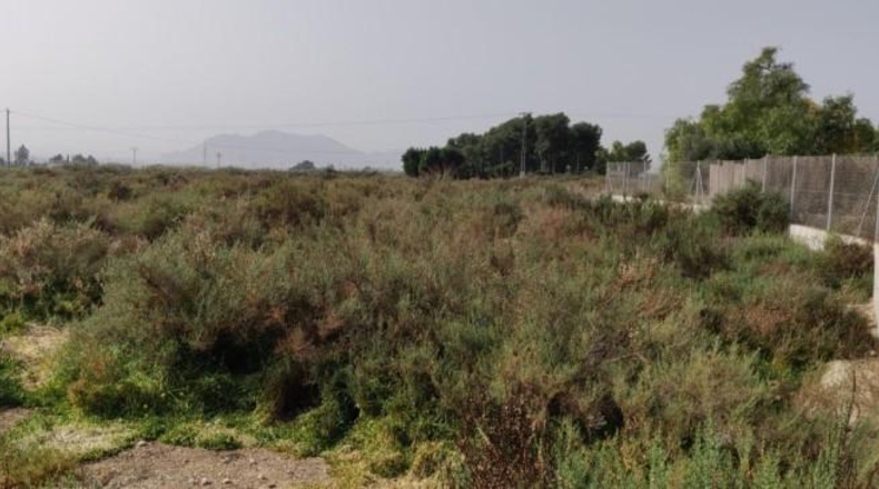 Alicante - Crevillent - 14000m2