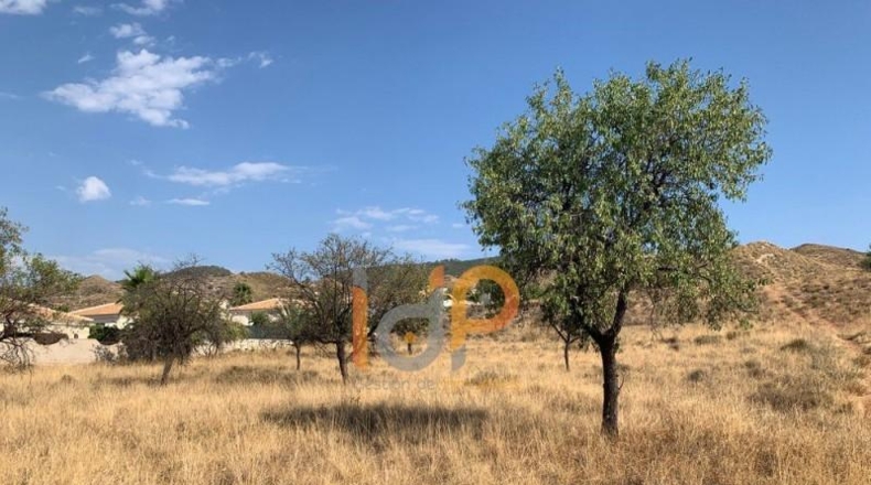 Almería - Arboleas - 15000m2