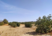 Terreny no urbanitzable en venda a la España, Villarrasa, ref.: TR353910 foto