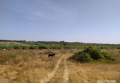 Terreny no urbanitzable en venda a la España, Villarrasa, ref.: TR353910 foto