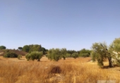 Terreny no urbanitzable en venda a la España, Villarrasa, ref.: TR353910 foto