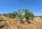 Xalet independent amb terreny en venda a la España, Alcaracejos, ref.: TR349740 foto