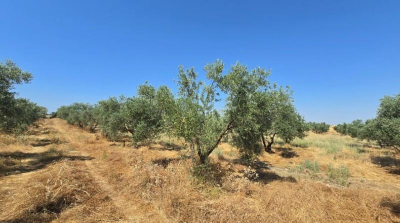 Córdoba - Alcaracejos - 209m2