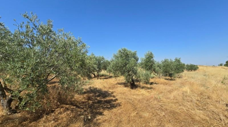 Córdoba - Alcaracejos - 209m2