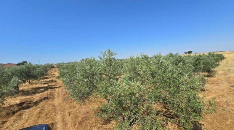 Córdoba - Alcaracejos - 209m2