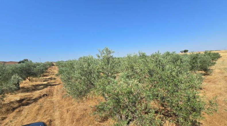 Córdoba - Alcaracejos - 209m2