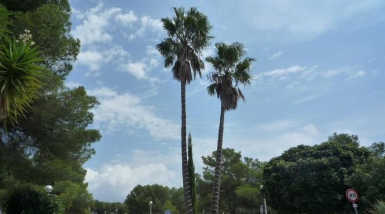 Alicante - Jávea - 1000m2