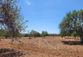 Non-developable land for sale on España, Sencelles, ref: TR114407 photo