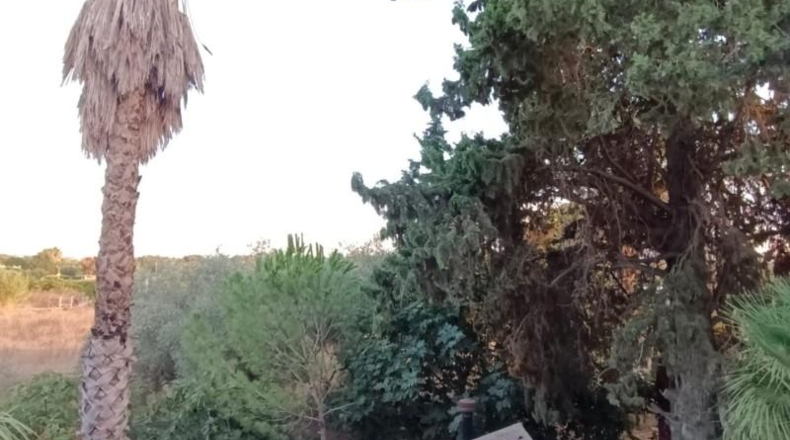 Murcia - Molina de Segura - 4300m2