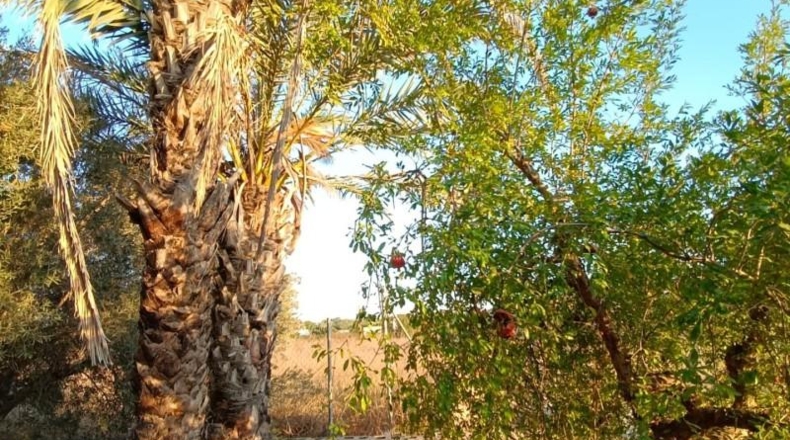 Murcia - Molina de Segura - 4300m2