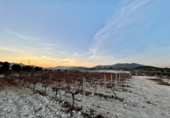 Non-developable land for sale on España, Novelda, ref: TR129081 photo