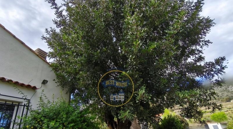 Valencia - Ayelo de Malferit - 4262m2