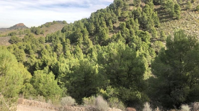 Murcia - Lorca - 879948m2