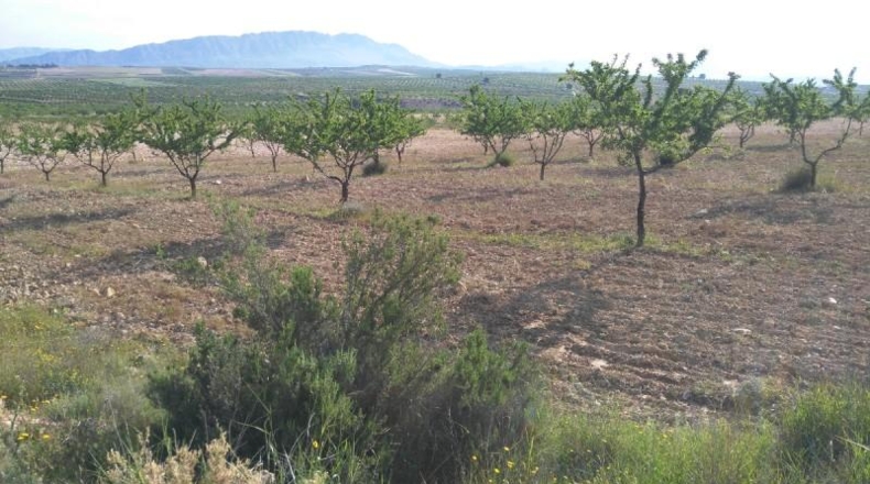 Múrcia - Calasparra - 104421m2