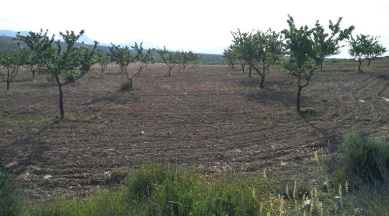 Múrcia - Calasparra - 104421m2