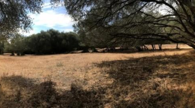 Cádiz - Vejer de la Frontera - 40000m2