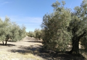 Terreny no urbanitzable en venda a la España, Antequera, ref.: TR124177 foto