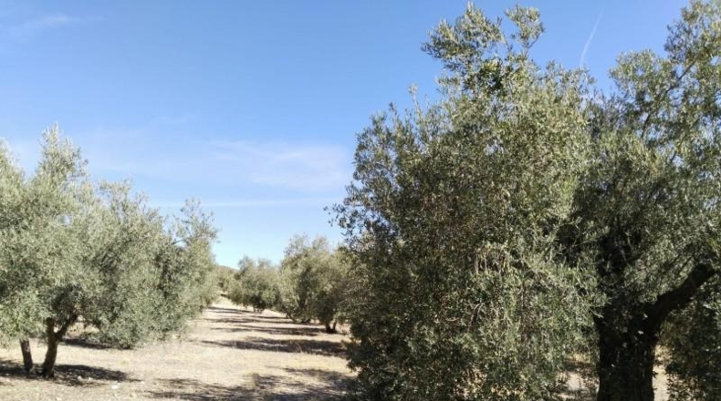 Málaga - Antequera - 100500m2