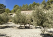 Terreny no urbanitzable en venda a la España, Antequera, ref.: TR124177 foto