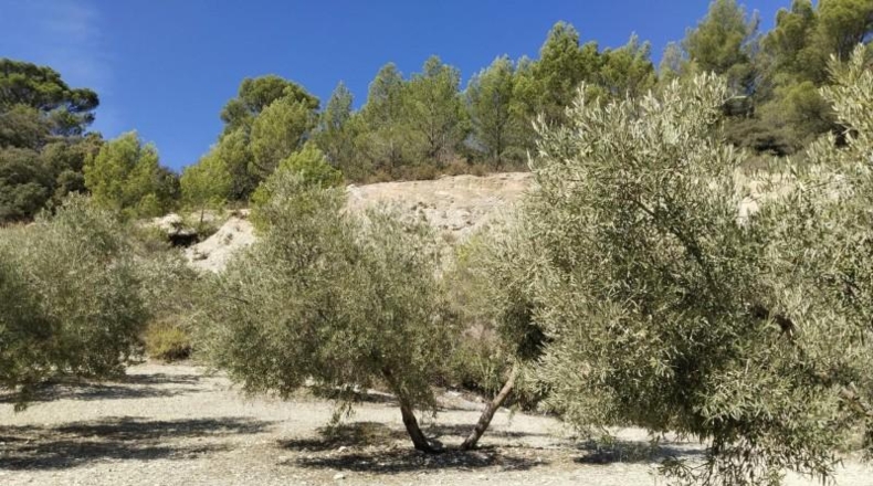 Málaga - Antequera - 100500m2
