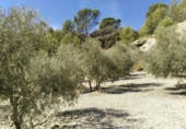 Terreny no urbanitzable en venda a la España, Antequera, ref.: TR124177 foto
