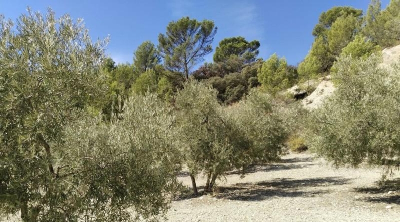 Málaga - Antequera - 100500m2