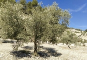 Terreny no urbanitzable en venda a la España, Antequera, ref.: TR124177 foto