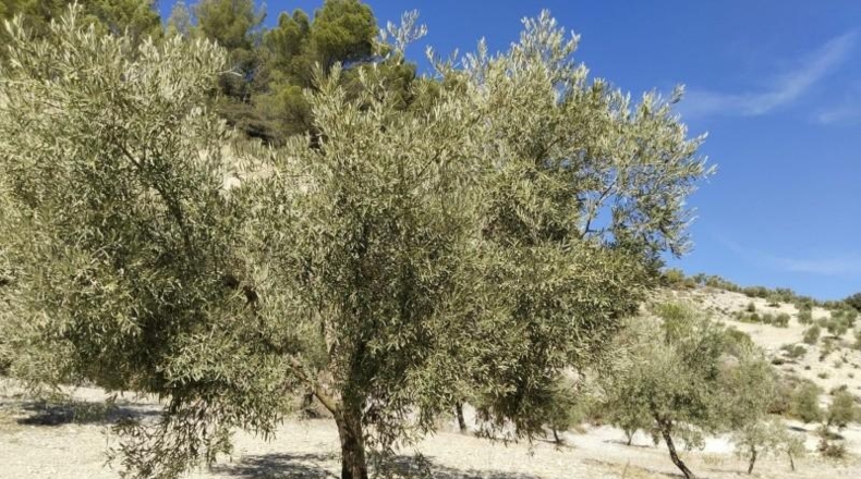Málaga - Antequera - 100500m2