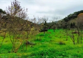 Non-developable land for sale on España, Aracena, ref: TR219308 photo