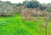 Non-developable land for sale on España, Aracena, ref: TR219308 photo