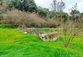 Non-developable land for sale on España, Aracena, ref: TR219308 photo