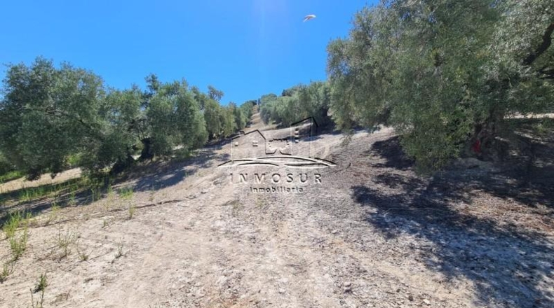 Córdoba - Lucena - 90000m2