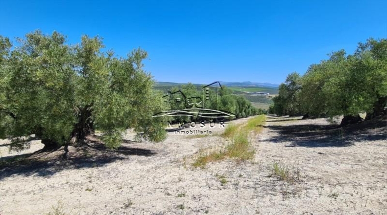 Córdoba - Lucena - 90000m2